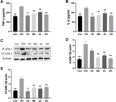 Frontiers Protective Effect Of Astragaloside IV On Chronic