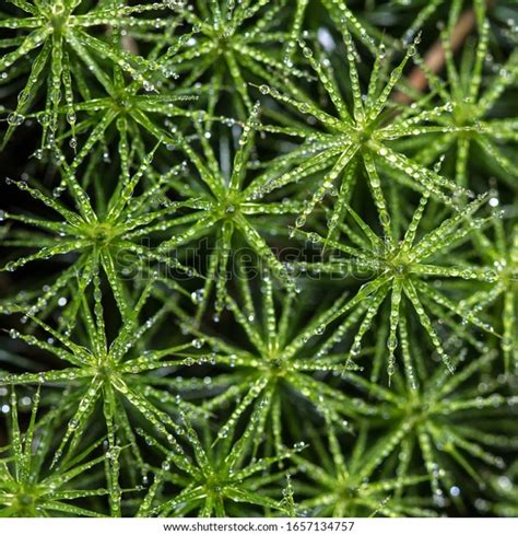 Bank Hair Cap Moss Polytrichum Formosum Stock Photo