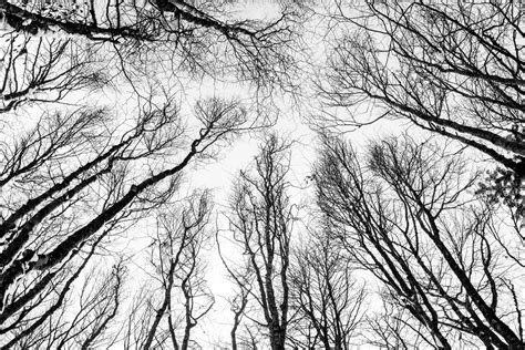 Fotos gratis árbol bosque rama invierno en blanco y negro