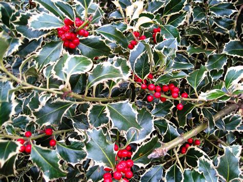 Variegated Holly Bush — Stock Photo © Stuart49 4669648