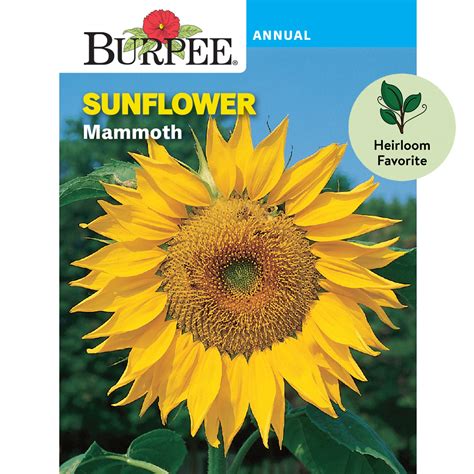 Burpee Mammoth Sunflower Flower Seed 1 Pack