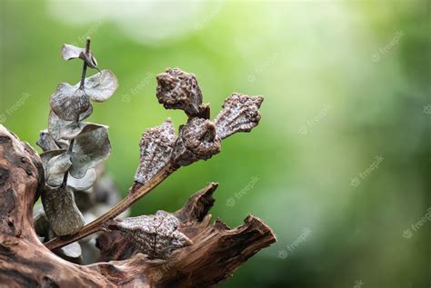 Premium Photo Dried Eucalyptus Gunnii Or Silver Drop Tree On Nature