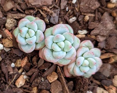 Echeveria Bubble Candy Cluster N66 Live Plant Rare Succulent Rooted Etsy