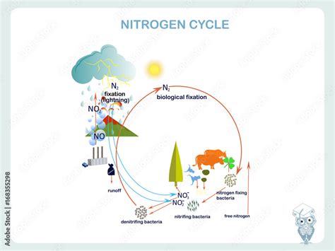 Scheme of the Nitrogen cycle, flats design vector illustration Stock ... 