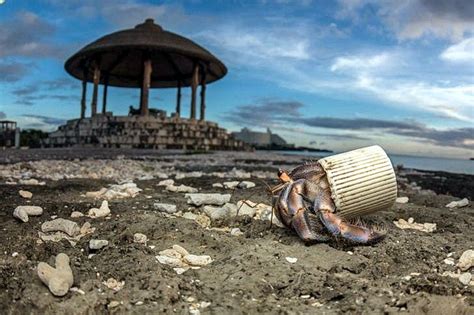 Фотогалерея про те, як пластик в океані повільно вбиває нашу планету