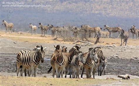 It's all happening at the waterhole - Madikwe Safari Diary