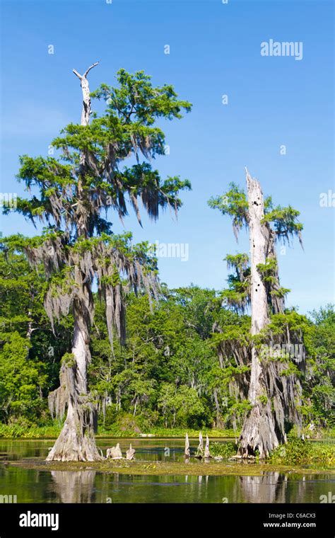 Bald Cypress trees with knees visible along Wakulla River, Florida ...