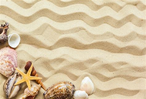 Conchas Na Areia Da Praia Foto Premium