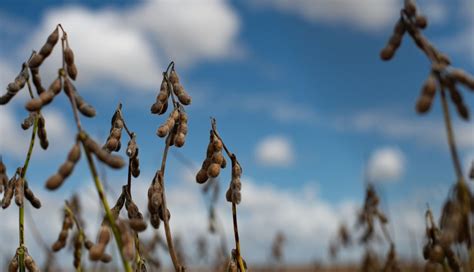 La Cosecha De Soja En Brasil Alcanza 6 De La Superficie Sembrada Por Los Productores