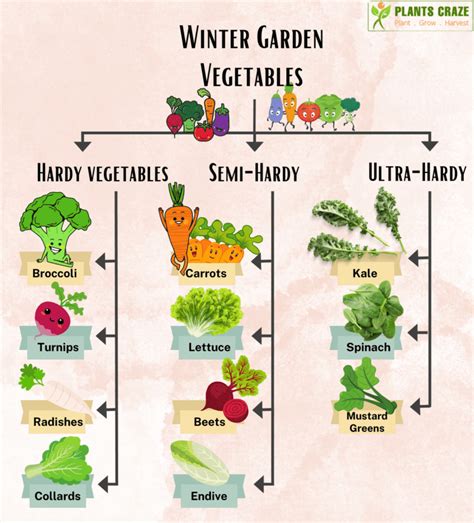 10 Best Winter Vegetables In Garden Plants Craze