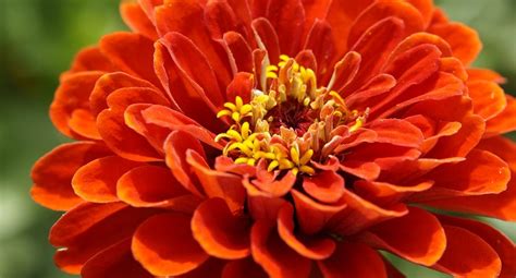 Zinnia Cuidados Y Significado De Las Zinnias Floresbonitas