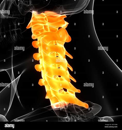 Colonne vertébrale de la moelle épinière vertèbres cervicales du