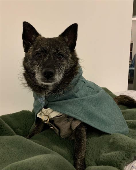 Frodo Baggins Halloween Costume