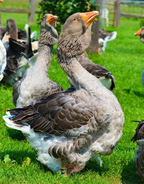 Raising Giant Dewlap Toulouse Geese And Heritage Narragansett Turkeys