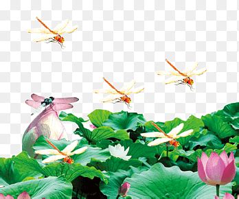 Koi Yuefu Nelumbo nucifera 乐府诗集 Zongzi pond poetry png PNGEgg