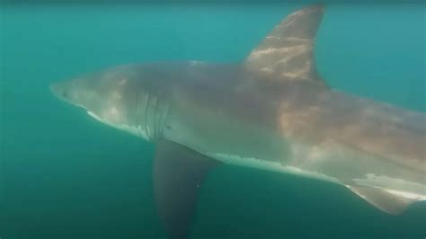 Moment Fisherman Forced To Stay Completely Still As Great White Shark