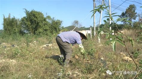 26亩小花椒变身“摇钱树” 带动红色村村民脱贫致富澎湃号·媒体澎湃新闻 The Paper