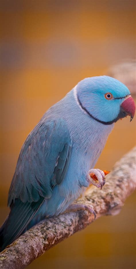 Picture of a beautiful blue parrot - About Wild Animals