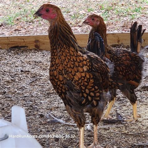 Gold Laced Wyandotte Chicks – Hard Run Acres