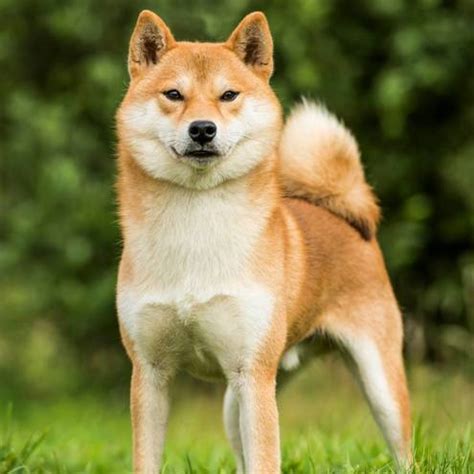 Shiba Inu Caracter Sticas Comportamiento Y Cuidados