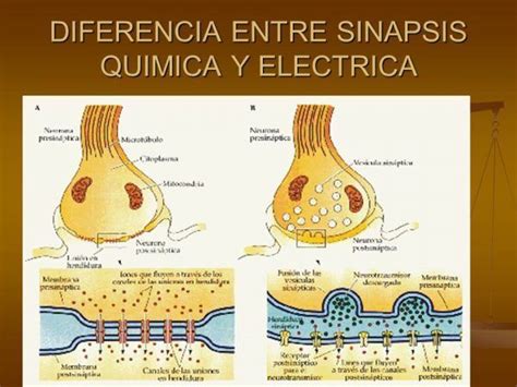 Transmisi N Sin Ptica Mind Map