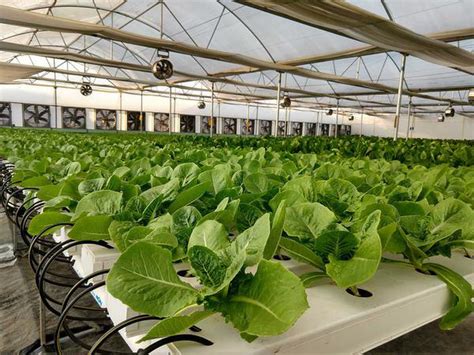 Hydroponic Gardening In India Fasci Garden