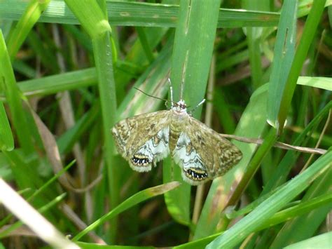 Welcher Falter Ist Das Schmetterlinge Bestimmen Actias