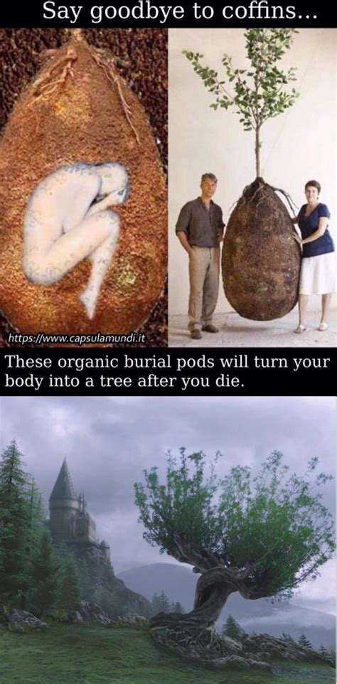 Angry trees : r/memes