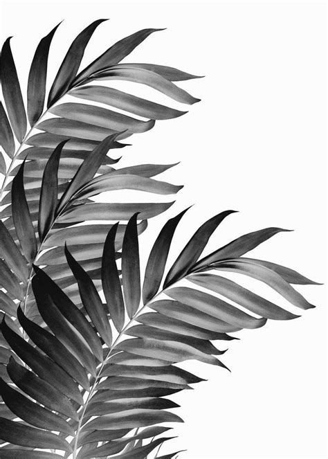 Black And White Photograph Of Palm Leaves