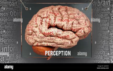 Perception Dans Le Cerveau Humain Des Dizaines De Termes Importants