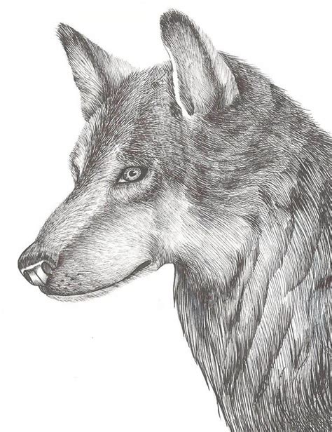 18 Drawings to Help You Learn How to Draw a Wolf - Beautiful Dawn ...