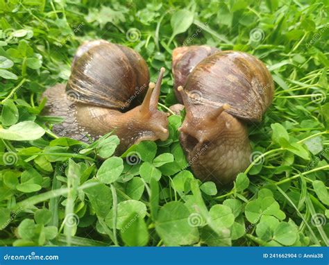 Two Snails In Love Kiss With Their Antennae Large Achatina Snails On