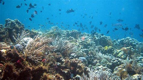 Fakta Menarik Taman Nasional Wakatobi Gugusan Terumbu Karang