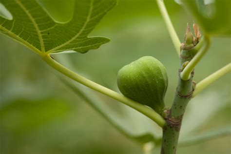 ᐅ Feigenbaum trägt keine Früchte mögliche Ursachen