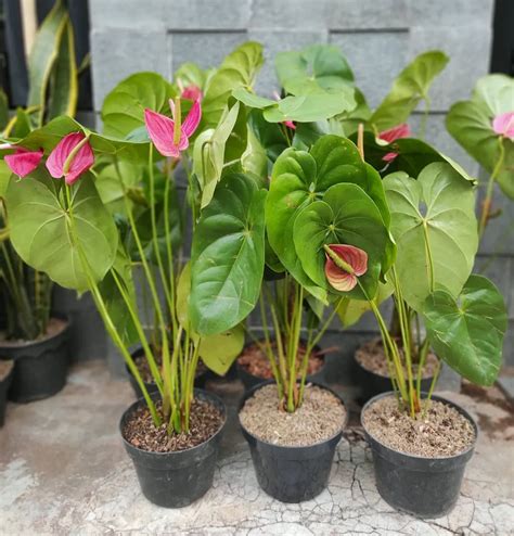 Anthurium Care Guide Tips For Growing