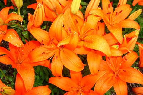 Lilies: How to Plant, Grow, and Care for Lily Flowers | The Old Farmer ...