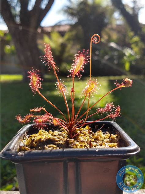 Drosera Affinis By X Alex On Deviantart