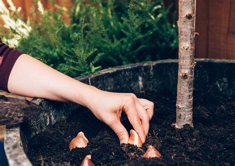 Gu A Completa Para Plantar Cultivar Y Cuidar Las Flores De Paja