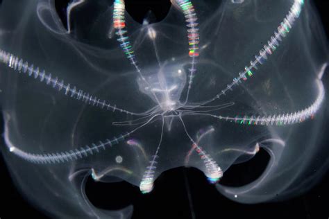 Bioluminescent Comb Jelly Detail Photograph by Hiroya Minakuchi - Fine ...