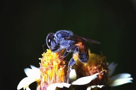 Una Abeja Volando A La Hermosa Flor Foto Premium