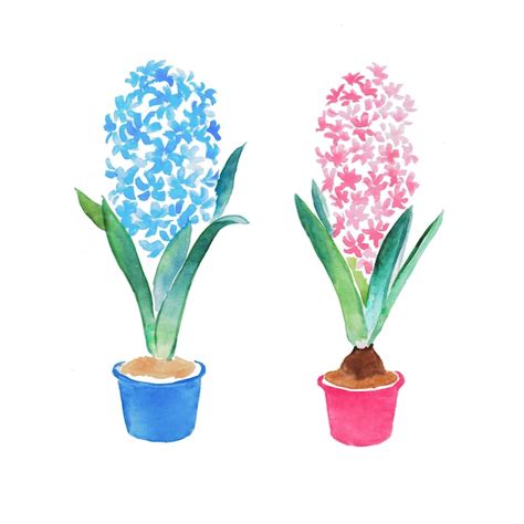 Premium Vector Hyacinth Flowers Potted Flowers Watercolor