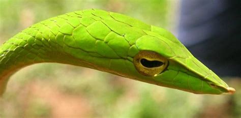 Green Vine Snake Facts! | Always Learning!