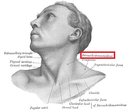 Sternocleidomastoid Muscle | Action, Origin & Insertion - Video ...