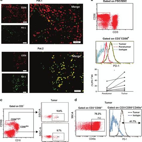 PD-1/PD-L1 signaling induces apoptosis of PD-1 + NK. (a) Representative ... 