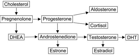 DHEA Supplements- Do They Work? – Testosterone Wisdom