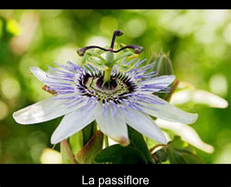 La Grenadille La Plante Qui Donne Le Fruit De La Passion