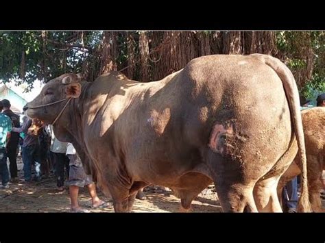 Bikin Geger Sapi Jumbo Hampir Tonminggu Jun Pasar Sapi