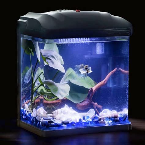 Best Betta Fish Tank 2024 Vet Ranch We Love Pets