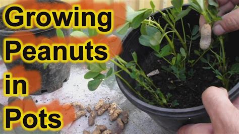 Grow Peanuts In Pots Containers Youtube