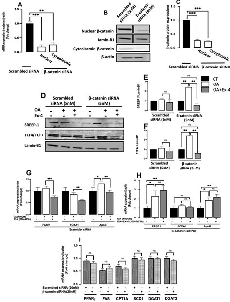 Ex Downregulates The Expression Of Lipogenic Transcription Factors